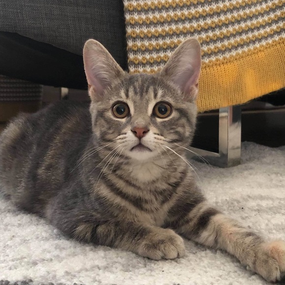 Meet your Posher, Charles-antoine - Picture 1 of 1